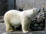 Polar bear photo St. Petersburg Zoo
