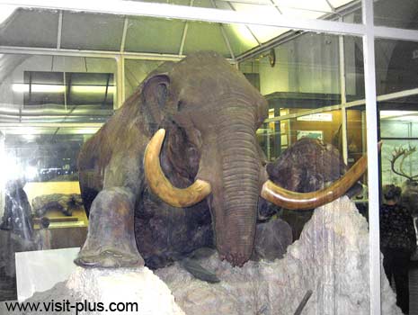 spb museum mamut