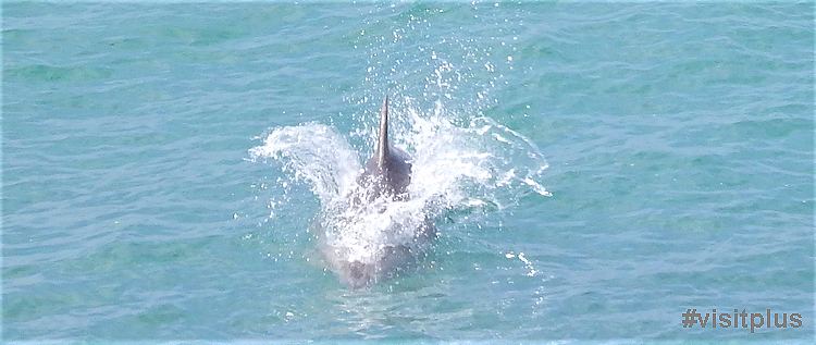 Дельфин в Чёрном море