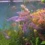 Läpinäkyvä kala Pietarin akvaariossa