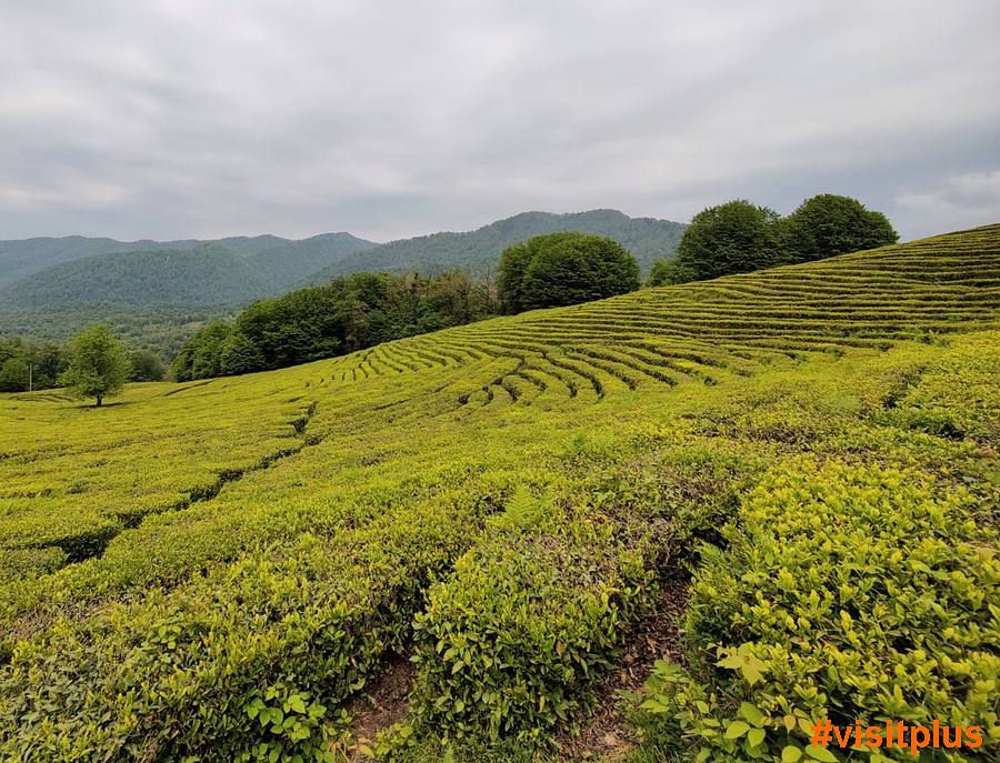 Чайные плантации - красивые пейзажи